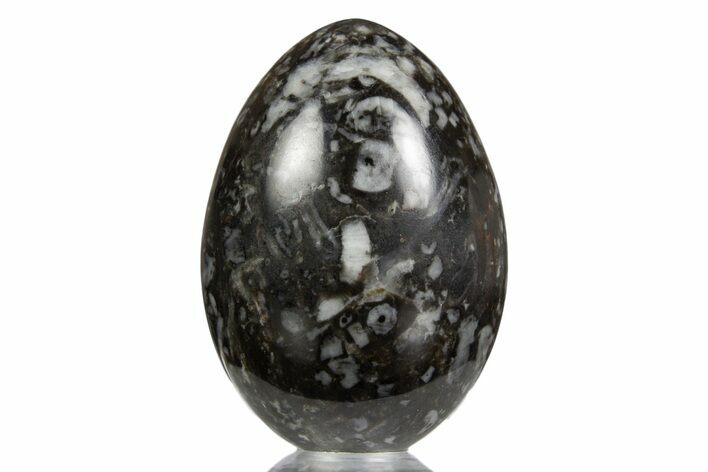 Polished Fossil Shell/Crinoid Hash Egg - Utah #334185